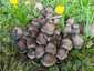Barnapikkelyes tintagomba (Coprinopsis romagnesiana), Budapest